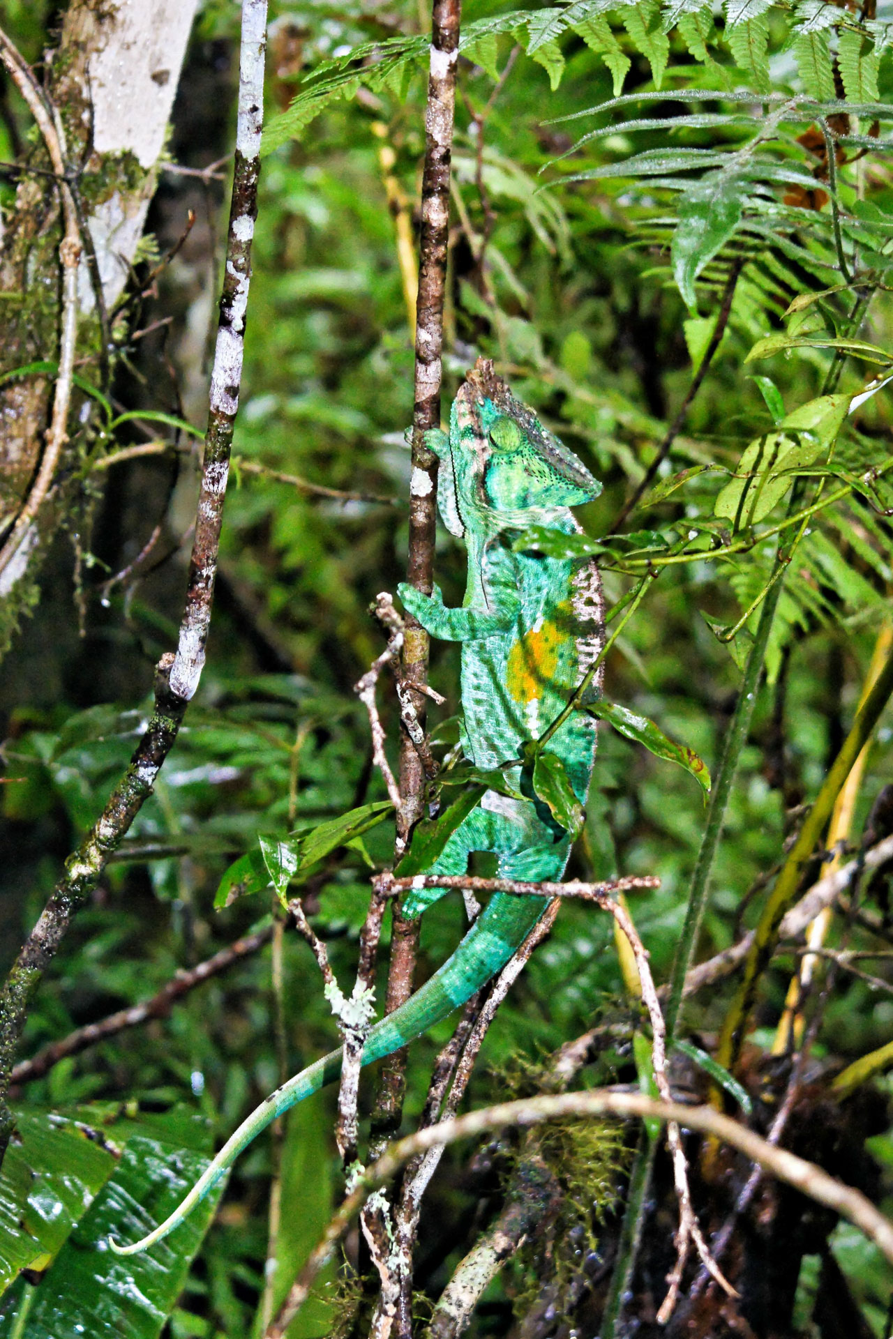 Pantherchamäleon (Furcifer pardalis)